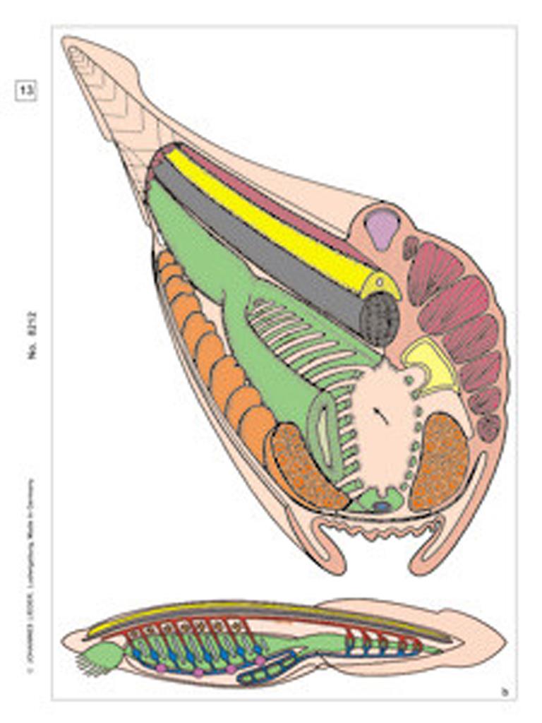 Embryologie u. Entw. der Tiere, Multimedia-Lehrerpaket, Basis