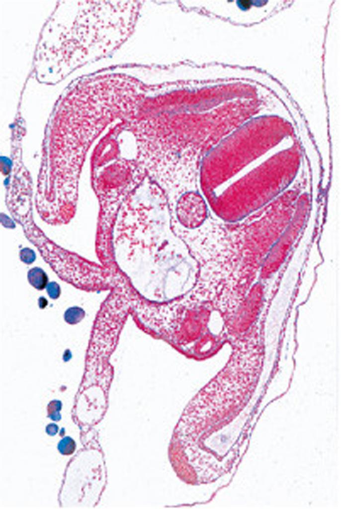 Embryologie u. Entw. der Tiere, Multimedia-Lehrerpaket, Erg.