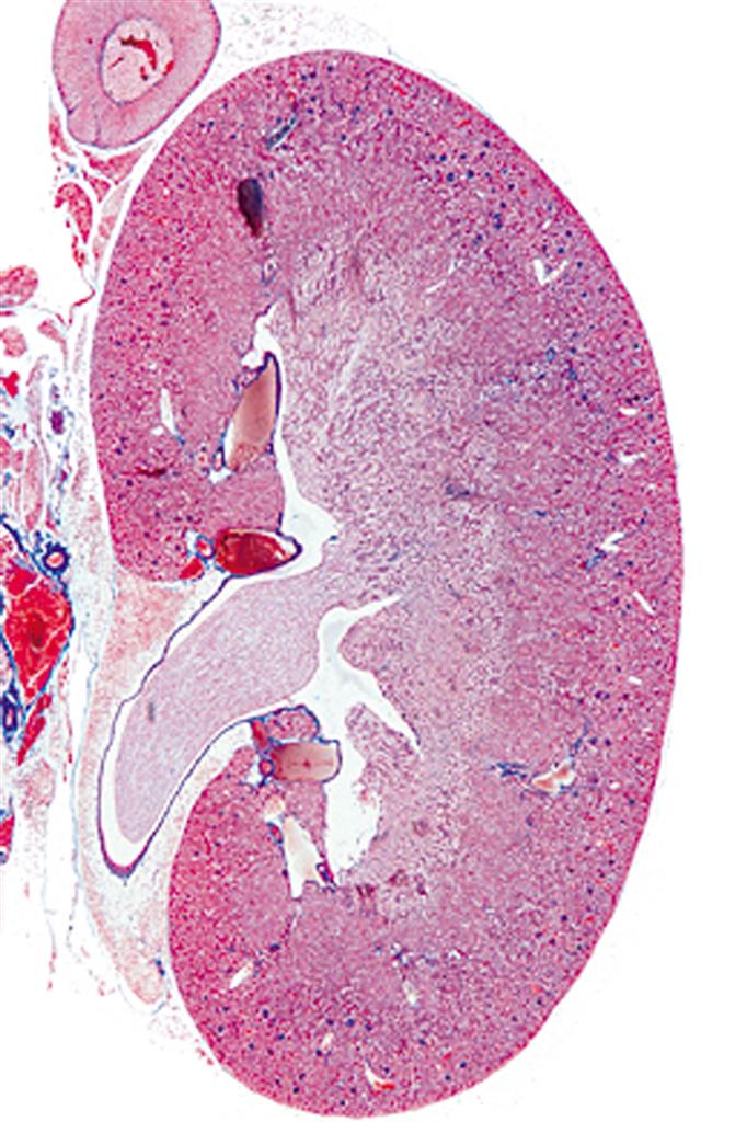 Histologie Mensch und Säugetier Multimedia-Schülersatz, Erg. I