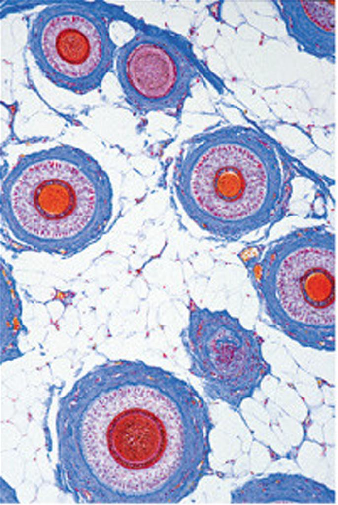 Histologie Mensch und Säugetier Multimedia-Schülersatz, Erg. II