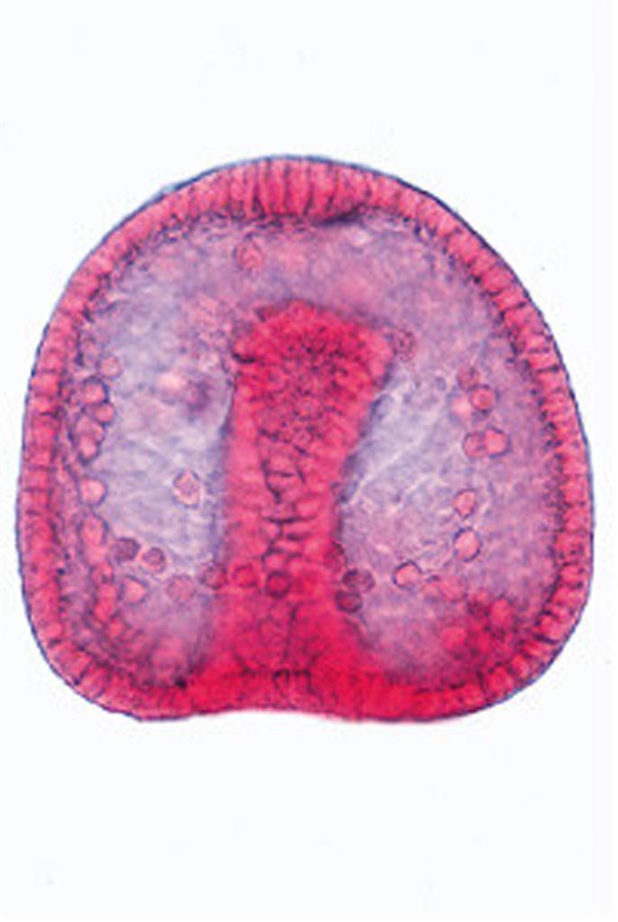 Embryologie u. Entwicklung der Tiere Multimedia-Schülersatz, Basis