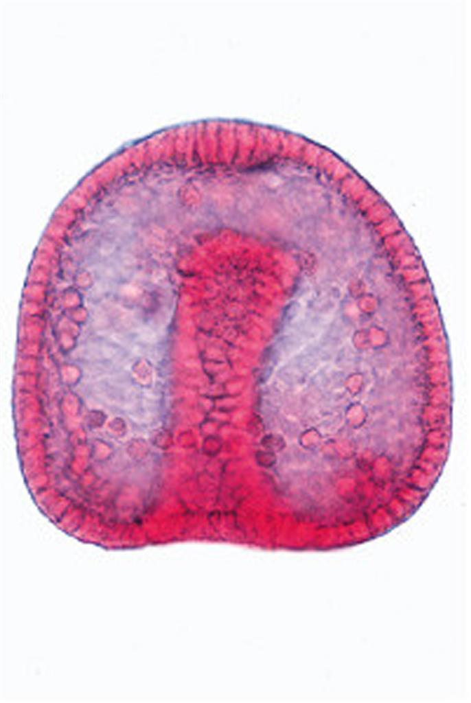 Embryologie u. Entw. der Tiere, Multimedia-Schülersatz, Basis