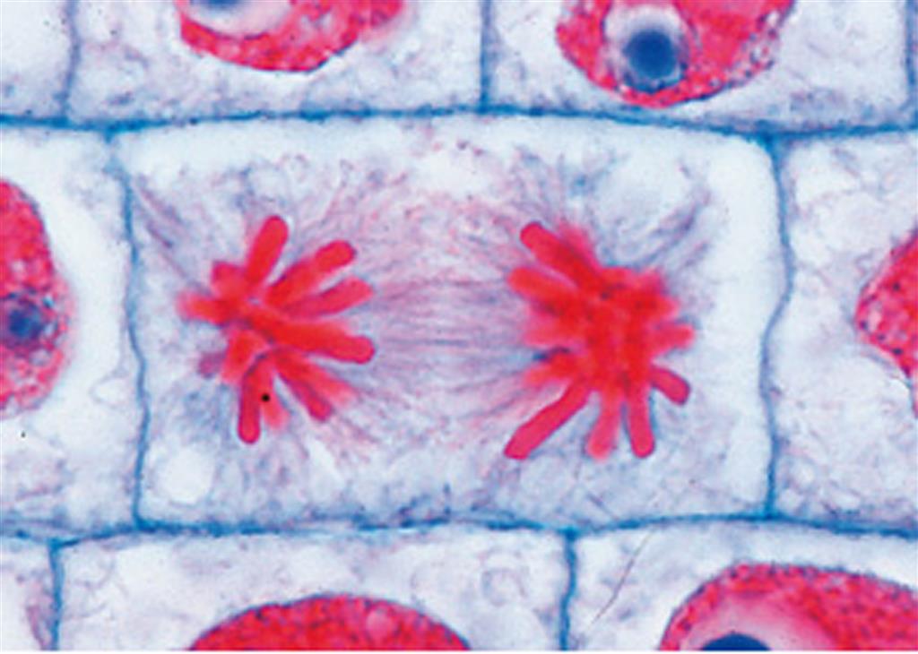 Mitose und Meiose Multimedia-Schülersatz