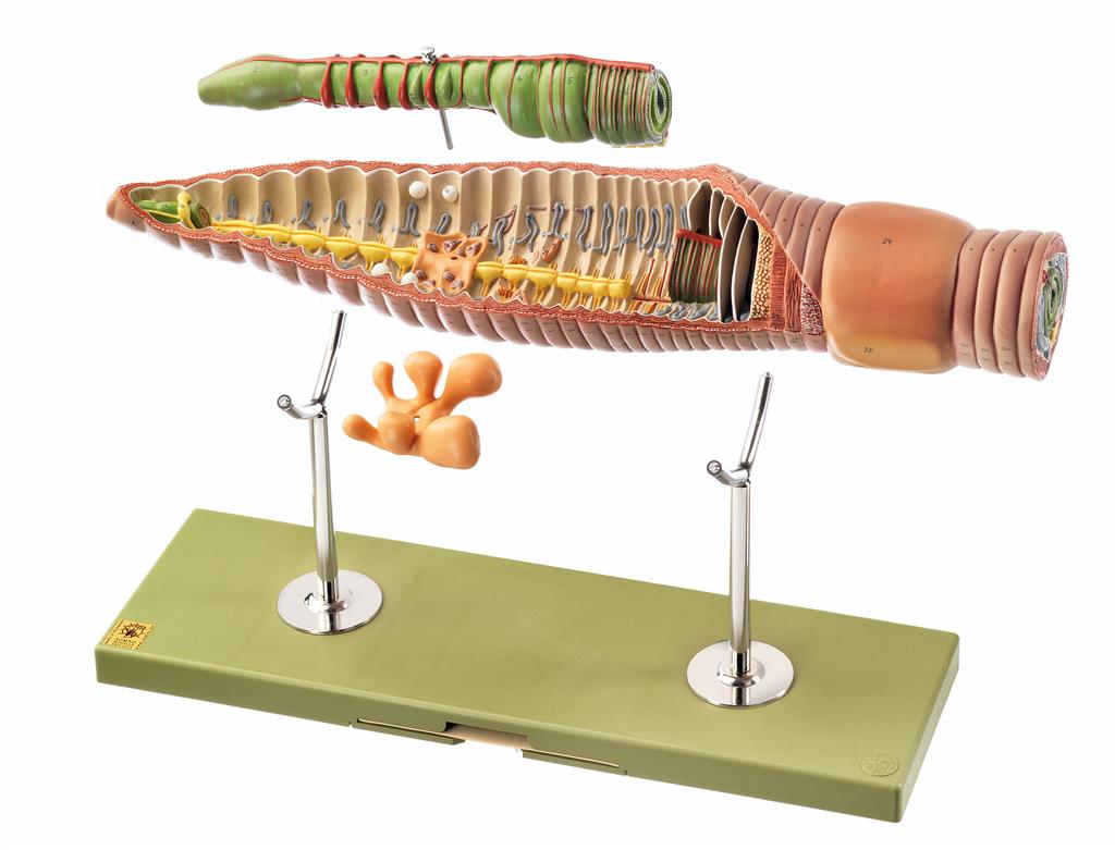Regenwurm, 3-teilig 25-fach vergrößert