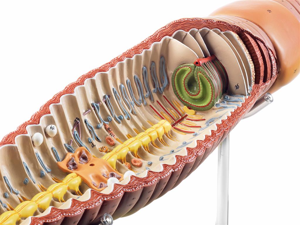 Regenwurm, 3-teilig 25-fach vergrößert