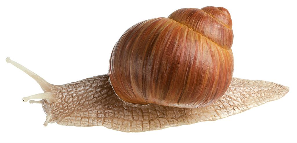 Weinbergschnecke 