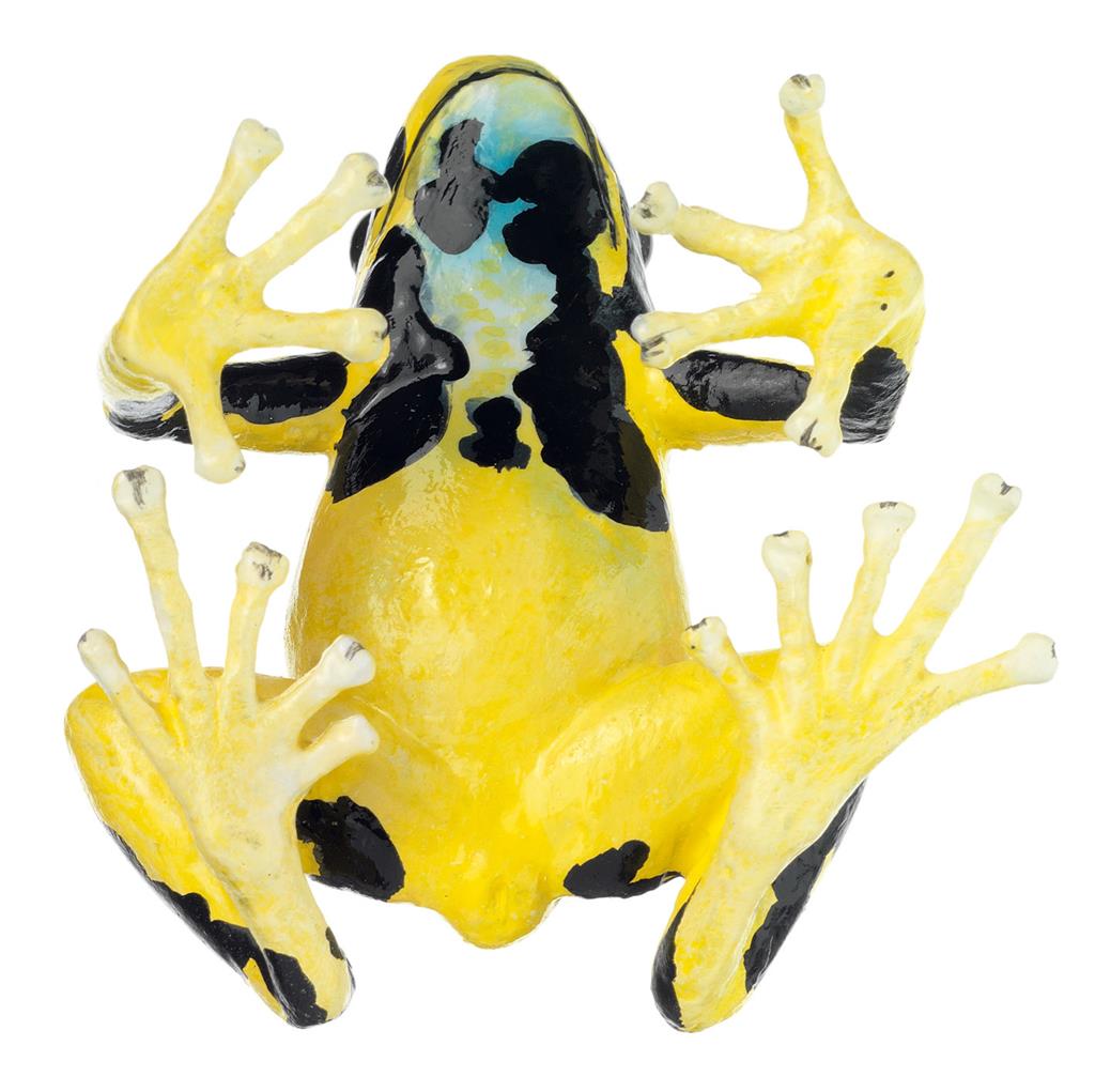 Färberfrosch, weiblich Somso-Tierplastik