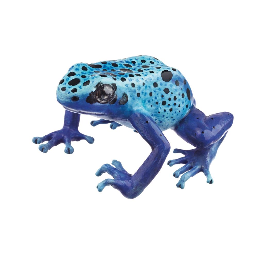 Blauer Pfeilgiftfrosch, weiblich Somso-Tierplastik