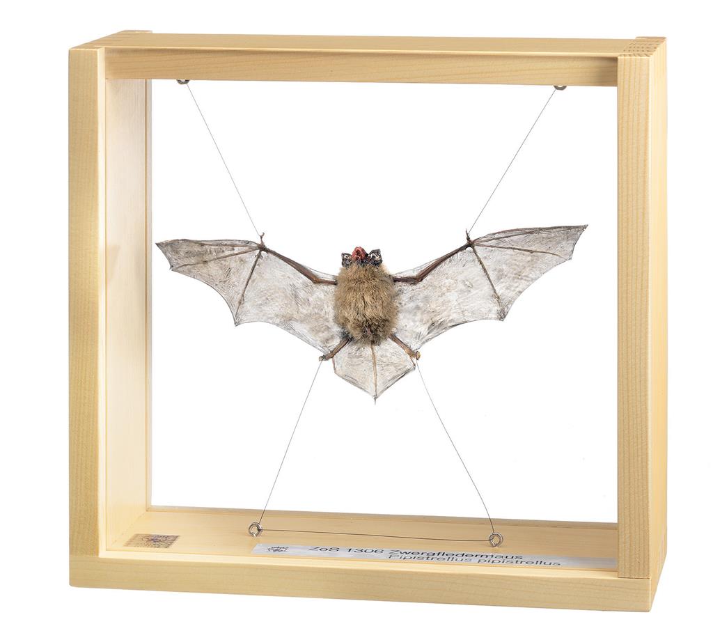 Zwergfledermaus, Männchen Somso-Tierplastik