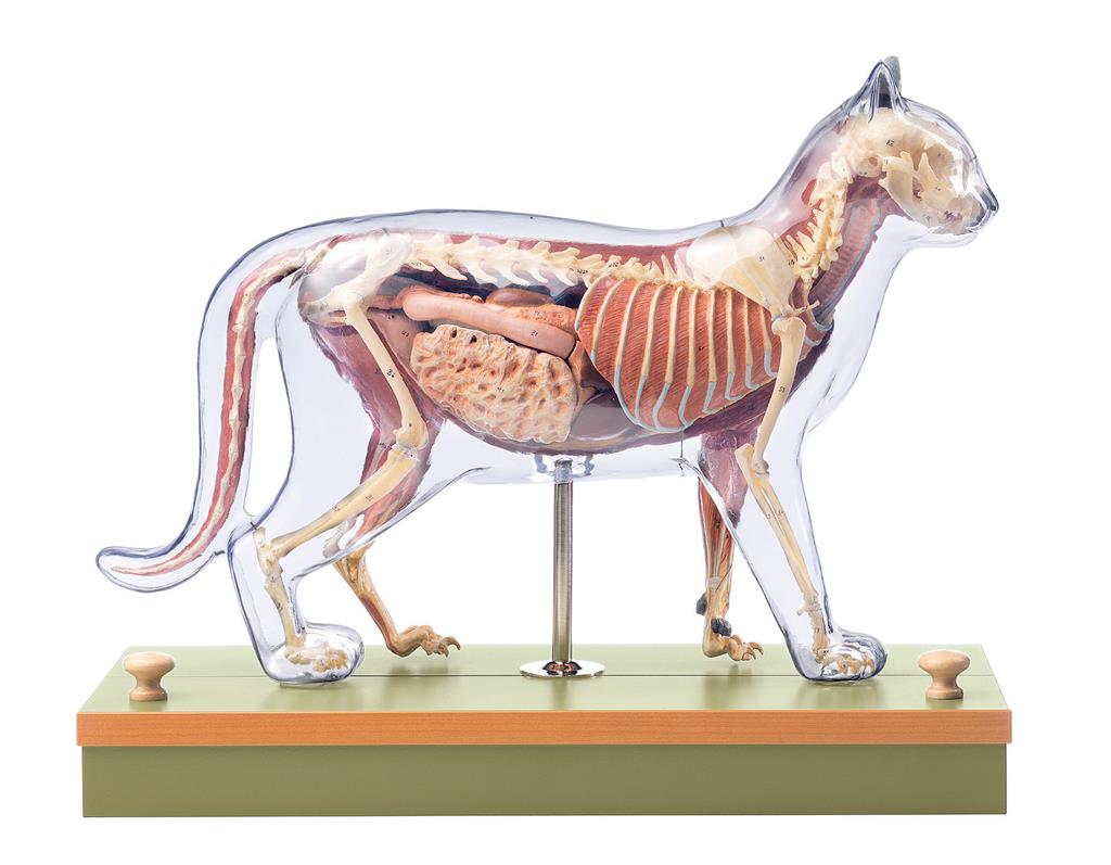 Katze, SOMSO-Modell natürliche Größe, Somso-Plast