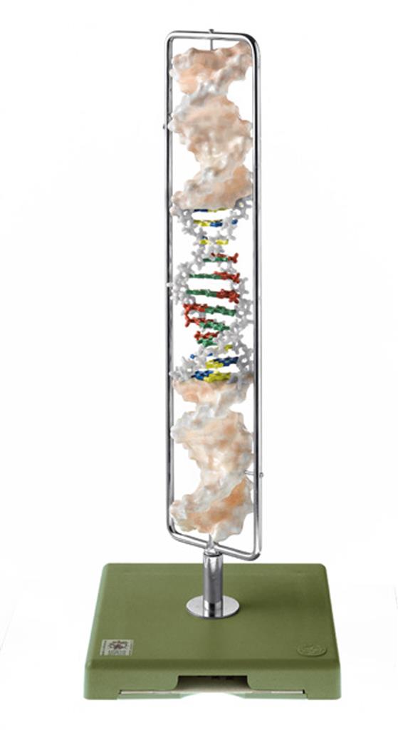 DNA-Doppelhelix 