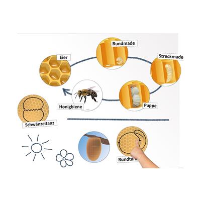 Lebenszyklus und Kommunikation  der Honigbiene, Set Magnetbilder