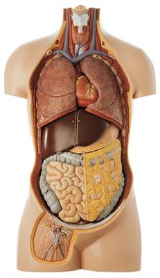 Jünglingstorso ohne Kopf natürliche Größe, 12-teilig