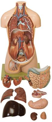 Jünglingstorso ohne Kopf natürliche Größe, 12-teilig