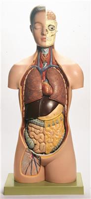 Jünglingstorso mit Kopf natürliche Größe, 12-teilig
