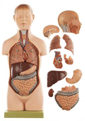 Jünglingskleintorso mit Kopf 1/2 natürlicher Größe, 11-teilig