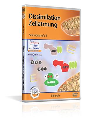 Dissimilation Zellatmung Gida Dvd Www Der Hedinger De