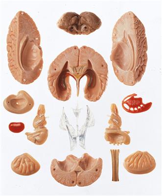 Gehirnmodell, 15-teilig 