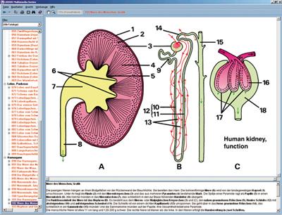 Ernährungsorgane und Stoffwechsel des Menschen, CD-ROM