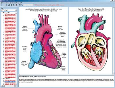 Herz, Kreislauf und Atmung des Meschen CD-ROM