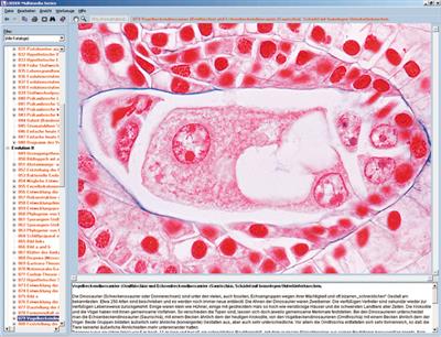 Zellteilung und Reifeteilung (Mitose und Meiose) CD-ROM