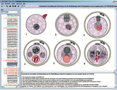 Embryologie und Entwicklung CD-ROM