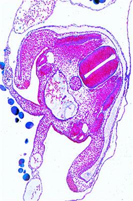 Embryologie der Tiere Ergänzungs-CD-ROM