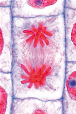 Mitose und Meiose (Zellteilung) Basis CD-ROM