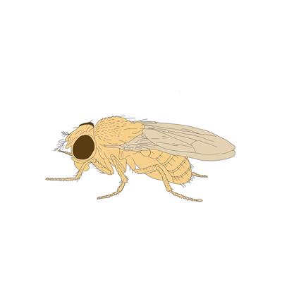 Drosophila-Stamm, Brown, Lebendmaterial