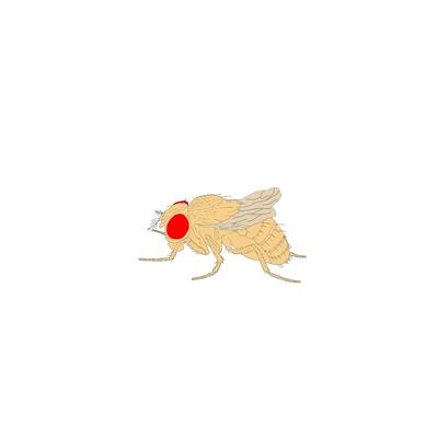 Drosophila-Stamm, Vestigial, Lebendmaterial