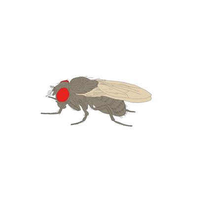 Drosophila-Stamm, Ebony, Lebendmaterial