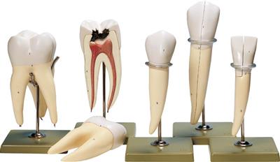 Zahnmodelle, 5 Stück, 8-fach vergrößert, einzeln auf Stativ