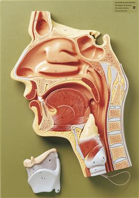 Medianschnitt der Nasen-, Mund- und Rachenhöhle