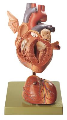 Herz, ca. 1,5-fach vergrößert 4-teilig