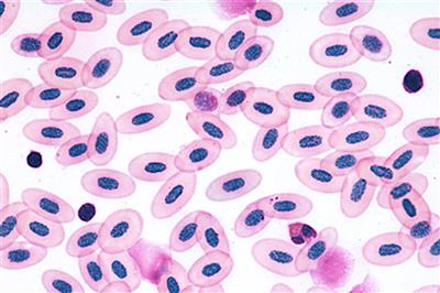 Mikropräparate "Histologie der Wirbeltiere", 25 Präparate