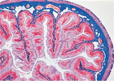 Mikropräparate "Histologie der Säugetiere", Grundserie 25 Präp.