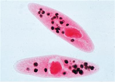 Einzeller (Protozoa) 10 Präparate