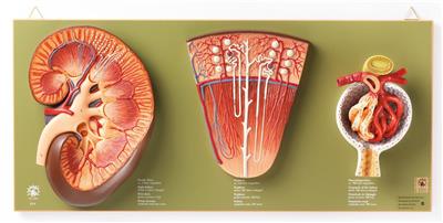 Niere, Nephron und Nierenkörper 