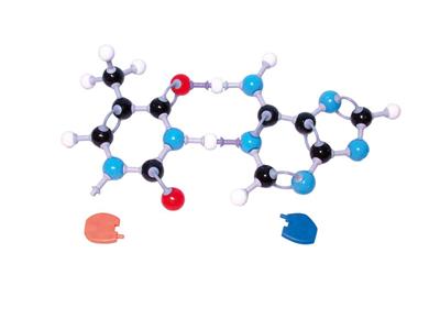 Die Basen der DNA - Molymod Molekülmodell 