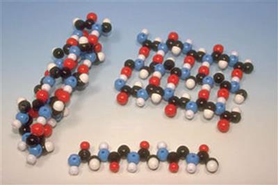 Polypeptid ß-Faltblatt-Struktur Molekülbaukasten Molymod