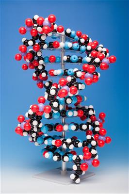 Großer DNA-Modell-Baukasten Molymod