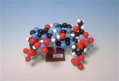 Kleiner DNA-Modell-Baukasten (2 Basenpaare)