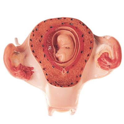 Uterus mit Embryo im 2. Monat Einzelmodell aus Schwangerschaftsserie