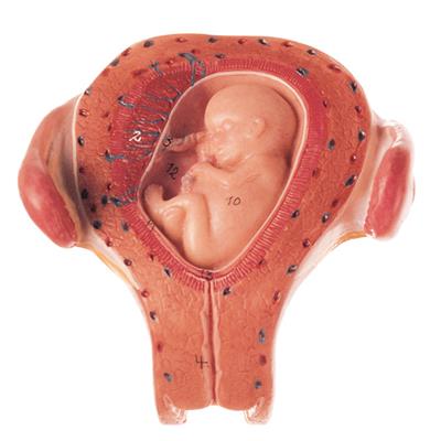 Uterus mit Embryo im 3. Monat Einzelmodell aus Schwangerschaftsserie