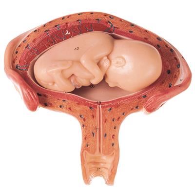 Uterus mit Fetus im 4. bis 5. Monat Einzelmodell aus Schwangerschaftsserie