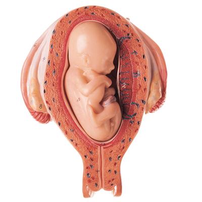Uterus mit Fetus im 5 Monat - Rückenlage Einzelmodell aus Schwangerschaftsserie