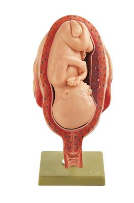 Einzelmodell aus Schwanger- schaftsserie: 7. Monat