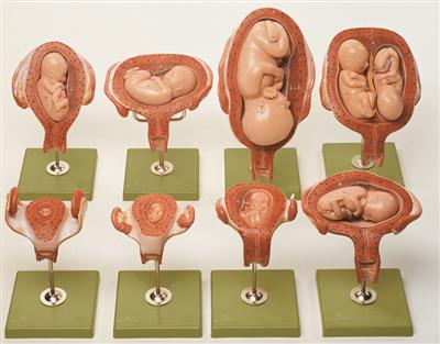 Schwangerschaftsserie - acht Uterusdarstellungen 