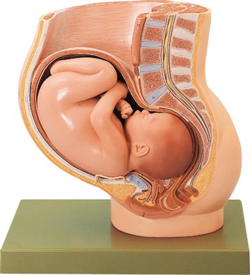 Becken mit Uterus im 9. Schwanger- schaftsmonat, 2-teilig