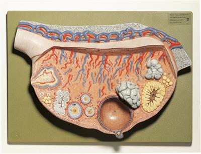 Reliefmodell vom Eierstock (Ovarium) 